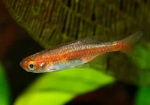 ZWERGBÄRBLING RUBESCENS