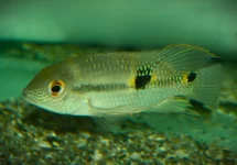 DIADEEM CICHLIDE