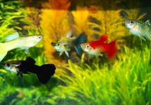 GUPPY MIX OLYMPIC FLAG MANN