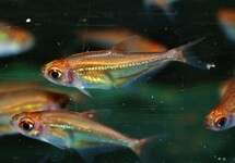 SALMLER VIRGULATUS