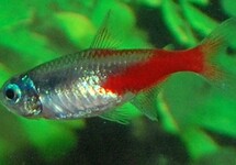 NEONTETRA DIAMANT