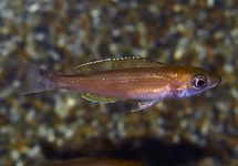 CYPR. LEPTOSOMA  MPIMBWE F1 M