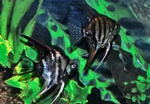 P. SCALARE DARK MIX L