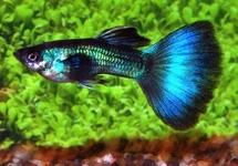 POEC. RET. MOSCOW GREEN MALE M