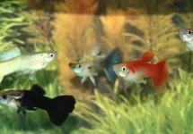 Guppy Vrouw