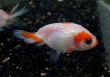 CAR. AUR. RANCHU SAKURA 10/12