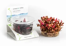 Alternanthera reineckii 'Mini' - In Vitro Cup