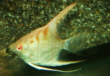 ANGELFISH MANACAPURU ALBINO