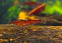 CREVETTE RED CHERRY