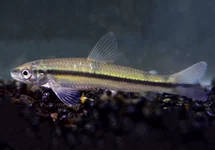 Other Algae Eaters