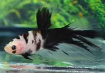 BETTA HALFMOON KOI MALE