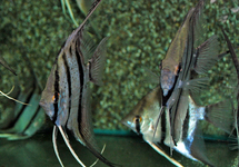 MAANVIS PERU RED SPOTTED