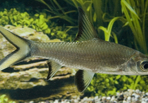 BALANTIOCHEILUS MELANOPTERUS M