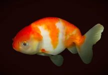 CAR. AUR. RANCHU RED/WHITE 5/6