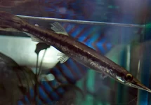 SPOTTED PIKE-CHARACIN