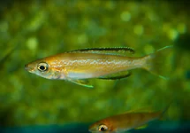 TANGANYIKA CICHLIDE KARILANI