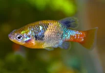 XENOTOCA DOADRIOI M