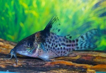CORYDORAS AMBIACUS