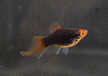 PLATY SPITZ ASSORTIS