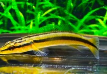 PIKE CICHLID ZEBRINA