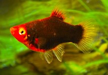 CORAL PLATY BLACK