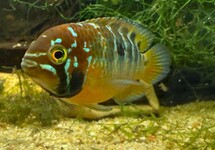 IVANACARA BIMACULATA M