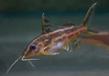 SYNODONTIS FLAVITAENIATUS M