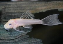 L144 ANCISTRUS SNOW WHITE