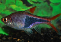 HARLEQUIN RASBORA