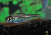 HOPLOCHARAX GOETHEI M