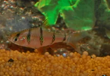 DESMOPUNTIUS PENTAZONA M