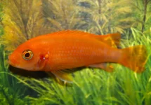 MALAWI CICHLID SUNFLOWER