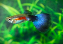 GUPPY BLUE PARROT MALE