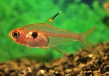 HYPHESSOBRYCON SWEGLESI S