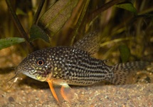 STERBA'S PANTSERMEERVAL