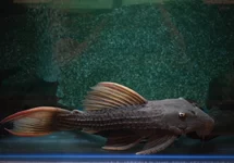 L024 PSEUDACANTHICUS PITANGA XXL