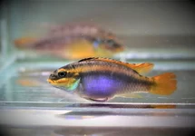 PELVICACHROMIS KRIBENSIS NDONGA M