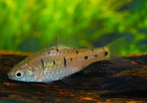 GOLD BARB WILD