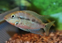 THORICHTHYS MEEKI S/M