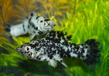 SAILFIN MOLLY MARMOR DALMATION MIXED