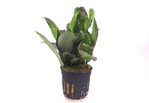 Nomaphila siamensis terracotta ring