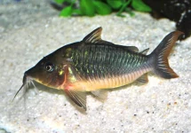 BROCHIS MULTIRADIATUS XXL
