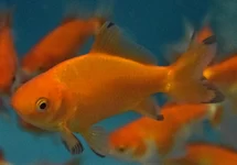 POISSON ROUGE WAKIN ROUGE