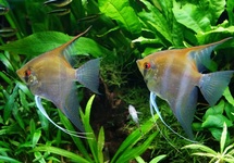SKALAR RIO NEGRO