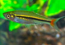 ROODSTAART RASBORA