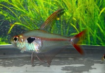 JUWEEL TETRA
