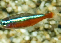Characiformes