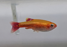 CHINESE DANIO GOUD