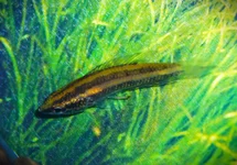 PARAILIA OCCIDENTALIS
