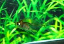 PLOEGI GLASBAARS